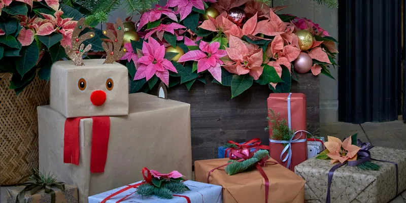 Weihnachtsgeschenke unter Weihnachtssternen, eines als Rentier verpackt